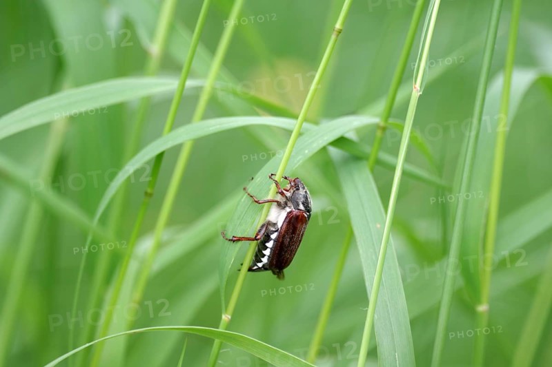 Common cockchafer (Melolontha melolontha), cockchafer, insect, blade of grass, close-up of cockchafer in grass