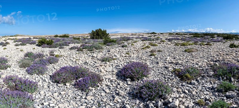 Flowering sage (Salvia), island of Pag, Zadar, Dalmatia, Croatia, Europe