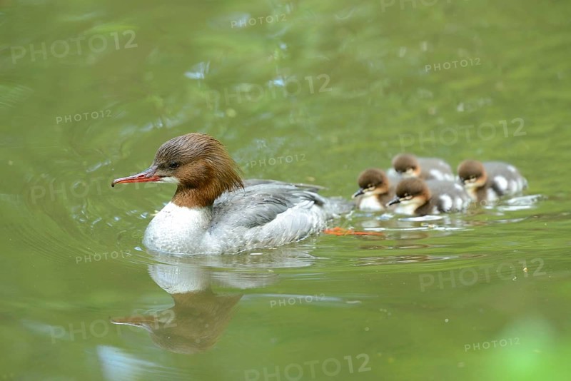 Close-up of a common merganser goosander (Mergus merganser) mother with her chicks swimming in the water in spring