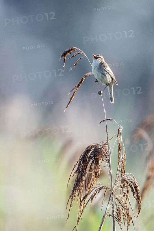 Sedge warbler (Acrocephalus schoenobaenus), Lower Saxony, Germany, Europe