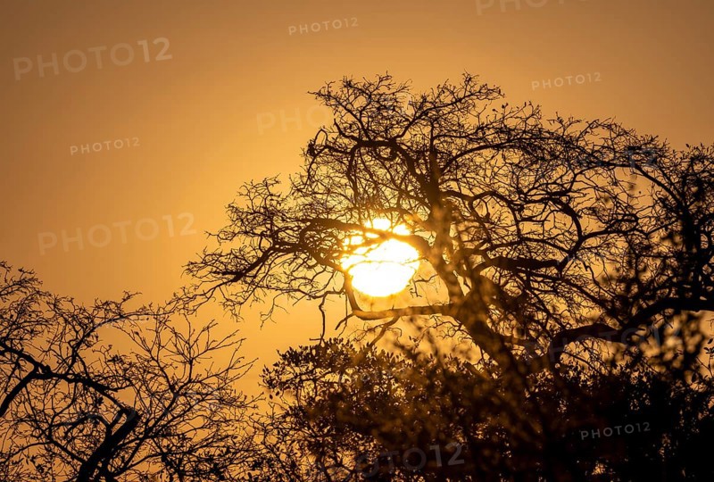 Sun setting behind leafless trees, African savannah, Kruger National Park, South Africa, Africa