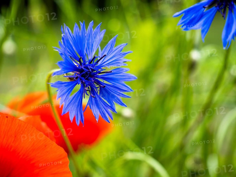 Cornflower (Centaurea cyanus), near Heimschuh, Styria, Austria, Europe