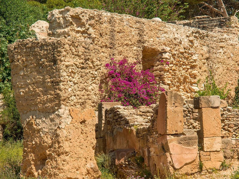 Ancient ruins with purple flowering plants peeking through the ancient rock, Tunis in Africa with ruins from Roman times, modern mosques and blue and white houses in sidi-bou-said, Tunis, Tunisia, Africa