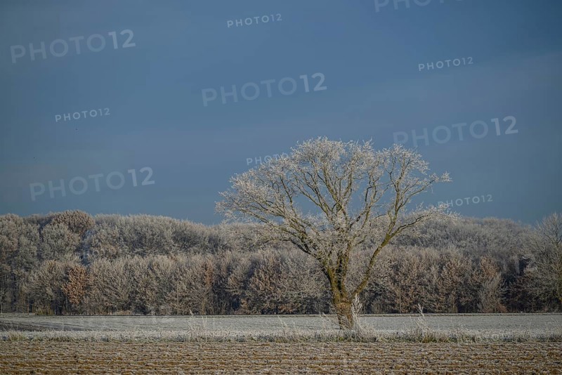 Single tree in frozen field, surrounded by winter landscape, Frosty winter time in the early morning on fields and meadows in Muensterland, velen, Germany, Europe