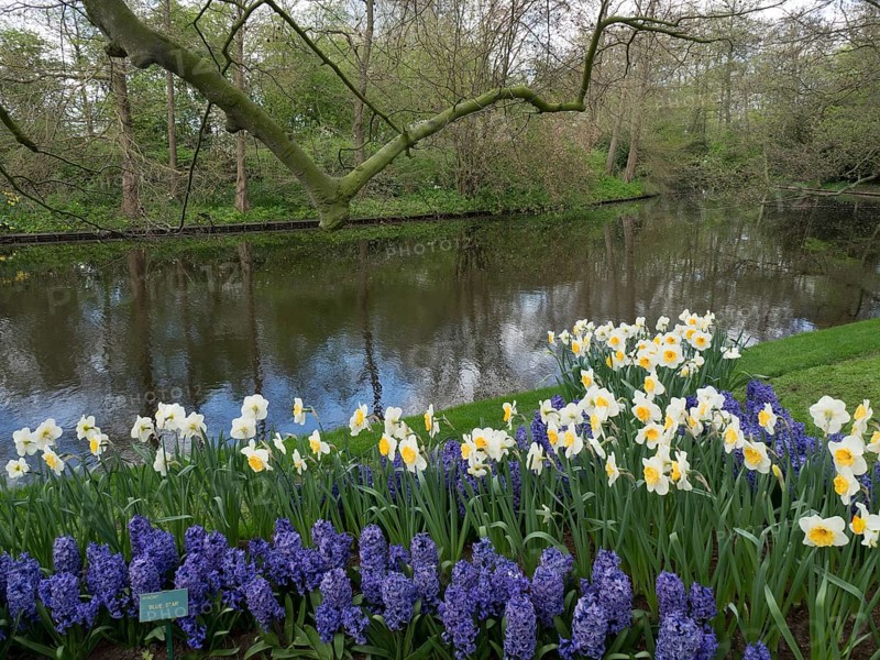 A calm river surrounded by blooming daffodils and hyacinths in a spring garden, many colourful, blooming tulips in a garden in the Netherlands during the Springtime Zeti, Amsterdam, Netherlands