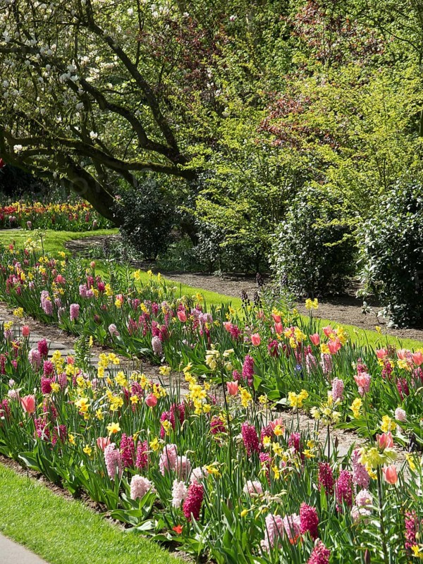 A garden with a variety of colourful flowers and green plants, trees in the background, many colourful, blooming tulips in a garden in the Netherlands during the spring time, Amsterdam, Netherlands