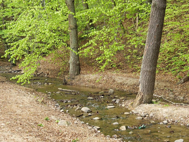 A small stream flows through a forest with fresh green leaves, surrounded by trees and stones, spring on the Baltic Sea beach in Poland with green trees, sopot, poland