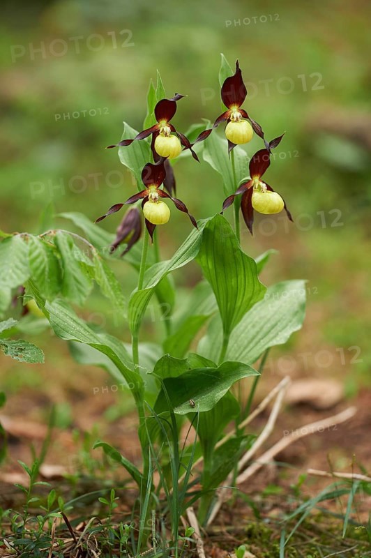 Close-up of lady's-slipper orchid (Cypripedium calceolus) blossom in a forest in early summer