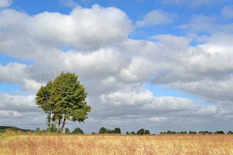 Deciduous tree, maple (Acer) by a grain field, blue cloudy sky, North Rhine-Westphalia, Germany, Europe