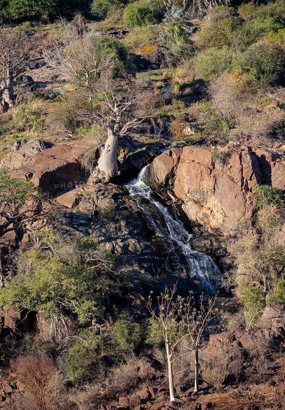 Kunene River, waterfall and African Baobab (Adansonia digitata), in the evening light, Epupa Falls, Kunene, Namibia, Africa