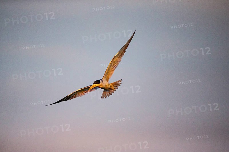 Large-billed Tern (Phaetusa simplex) Pantanal Brazil