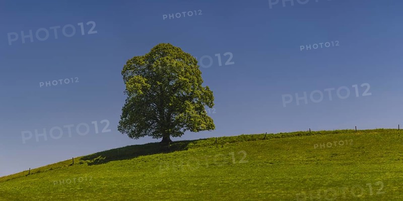Single English oak (Quercus robur), near Legau, Allgaeu, Bavaria, Germany, Europe