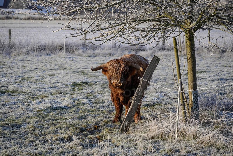 Single cow standing under a tree and leaning against a frost-covered fence, Frosty winter time in the early morning on fields and meadows in Muensterland, Velen, Germany, Europe