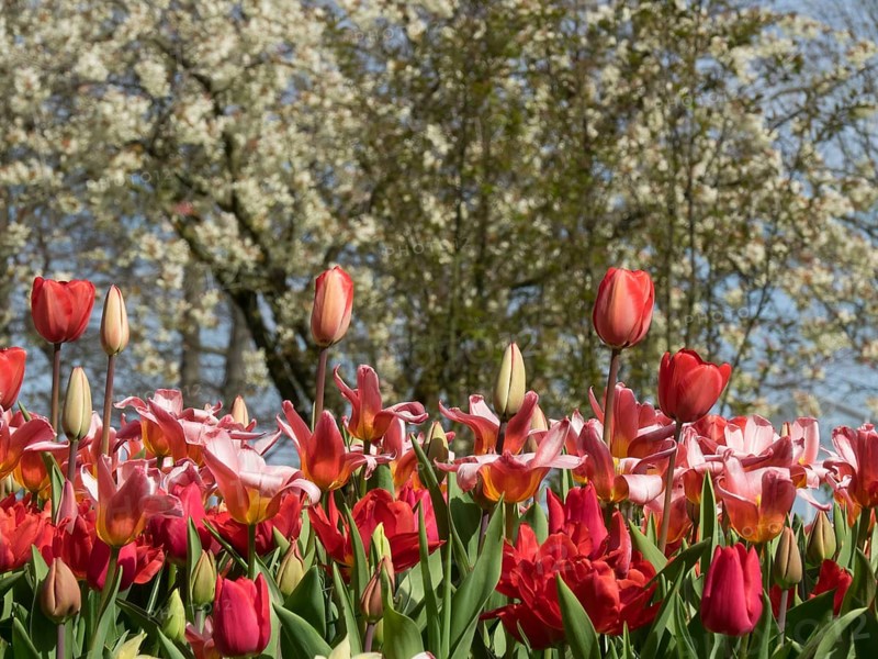 Dense arrangement of red and pink tulips in front of flowering trees in spring, many colourful, blooming tulips in a garden in the Netherlands during the springtime, Amsterdam, Netherlands