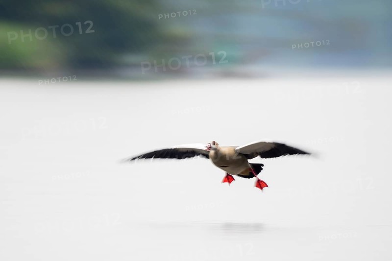 A Nile Goose (Alopochen aegyptiaca) with red legs flies over a lake, wings spread wide, Hesse, Germany, Europe