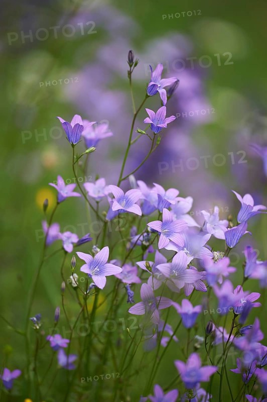 Close-up of a flower meadow with spreading bellflower (Campanula patula) blossoms in early summer