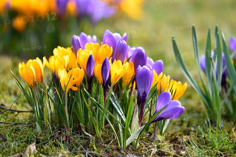 Spring Crocus or Giant Crocus (Crocus cultivars) flowering colourful in spring