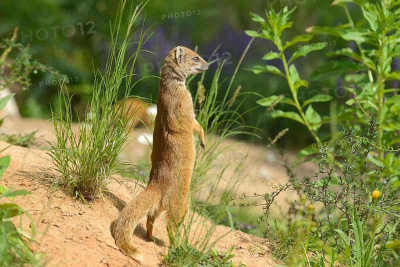 Close-up of a yellow mongoose (Cynictis penicillata) in spring