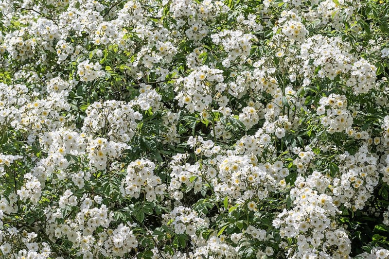 Tufted rose (Rosa multiflora), Emsland, Lower Saxony, Germany, Europe