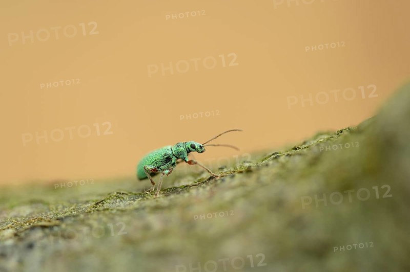 Close-up of a Phyllobius or weevil (Phyllobius argentatus) walking on a branch in spring