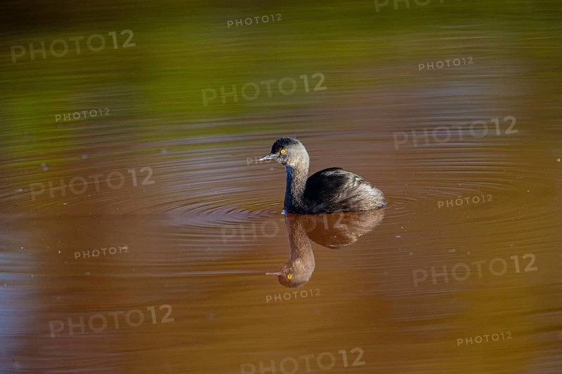 Least grebe (Tachybaptus dominicus) Pantanal Brazil