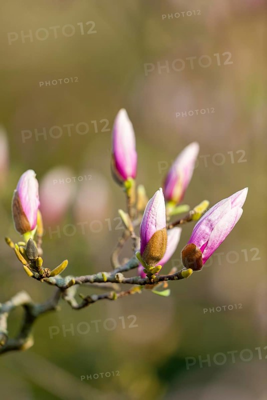 Mulan magnolia (Magnolia liliiflora)