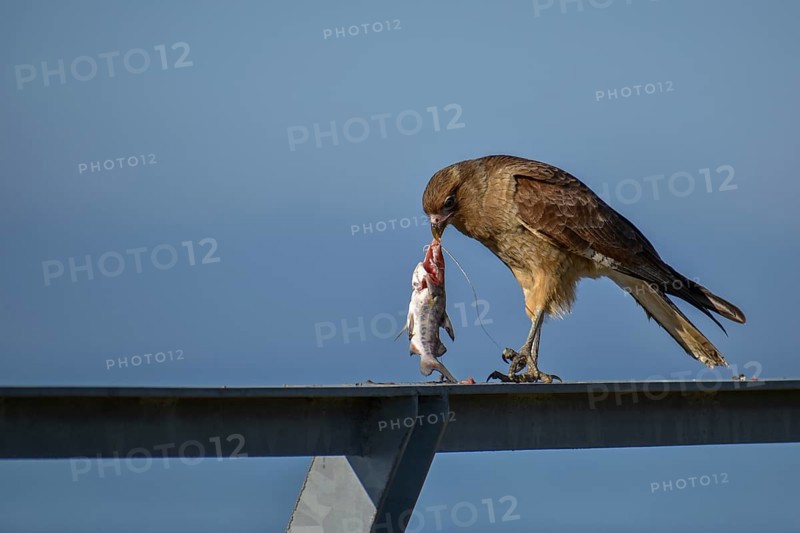 Chimango caracara (Phalcoboenus chimango, syn.: Milvago chimango) eating a fish, Buenos Aires, Argentina, South America