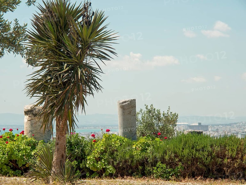 Palm tree and ancient columns in front of a wide landscape and blue sky, Tunis in Africa with ruins from Roman times, modern mosques and blue and white houses in sidi-bou-said, Tunis, Tunisia, Africa