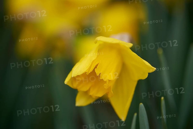 Close-up of daffodil (Narcissus pseudonarcissus) blossoms in a garden in spring, Bavaria, Germany, Europe