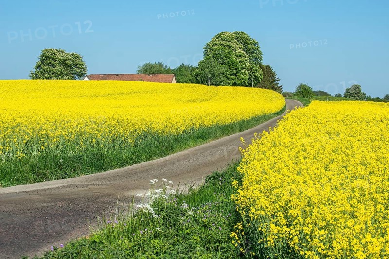Small gravel road through blooming rapeseed field in front of farm with chestnut trees in Onslunda, Tomelilla municipality, Skane County, Sweden, Scandinavia, Europe