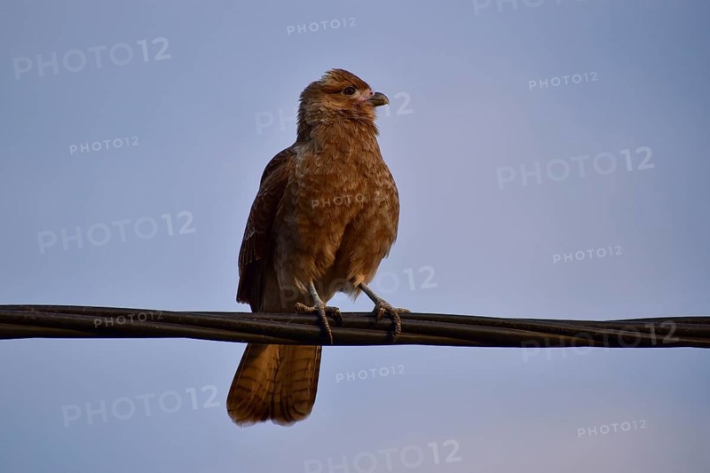 Chimango caracara (Daptrius chimango, also Milvago chimango), Buenos Aires, Argentina, South America