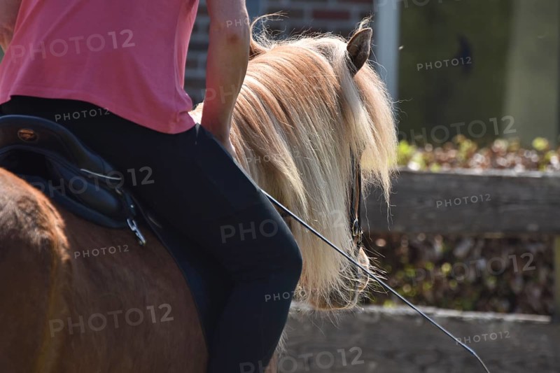 Close-up of a ridden Icelandic horse with equipment and typical long hair