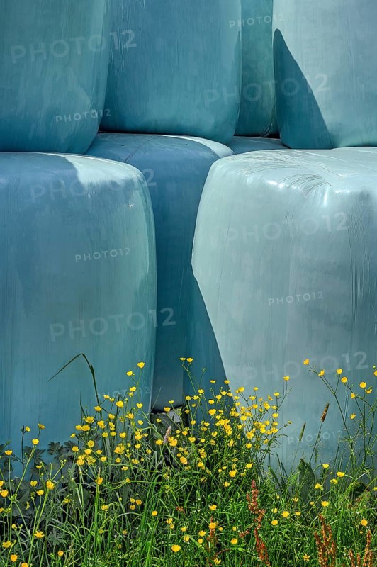 Spring, silage bale with ranunculus auricomus (Ranunculus auricomus agg.), Allgaeu, Bavaria, Germany, Europe