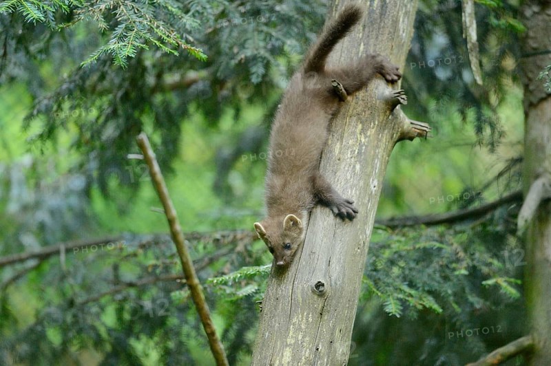 Close-up of a European pine marten (Martes martes) youngster in a forest in early summer