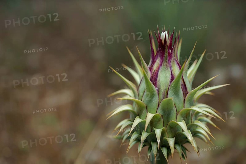 Close-up view of the flower of a Borne thistle or Onopordum acanthium in the wild