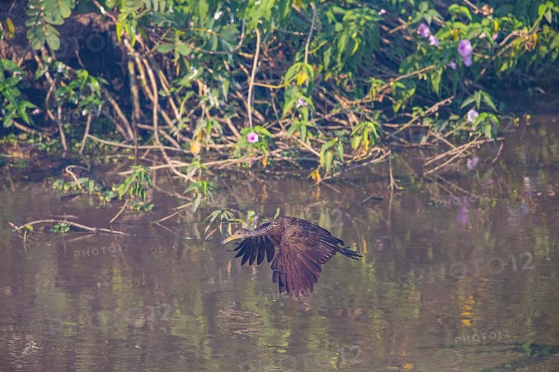 Limpkin (Aramus guarauna) Pantanal Brazil