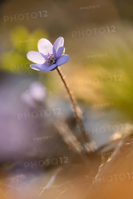 Close-up of a Common Hepatica (Anemone hepatica) blossom in a forest on a sunny evening in spring