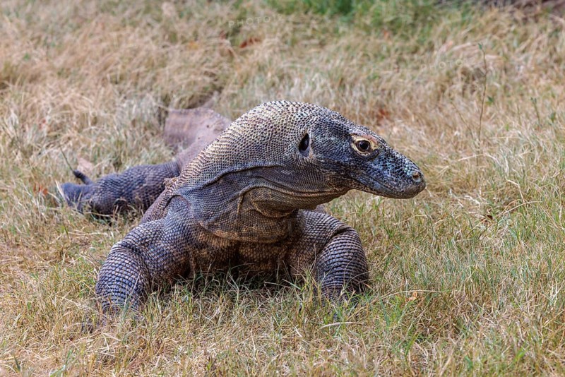 Captive Komodo dragon lizard at the Chattanooga Zoo in Chattanooga, Tennessee, United States of America, USA, North America