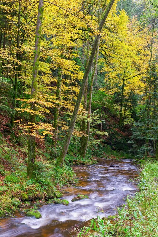 Grobbach in the northern Black Forest near Geroldsau, autumn, Baden-Baden, northern Black Forest, Baden-Wuerttemberg, Germany, Europe