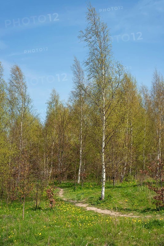 Path in a birch forest (Betula pendula) in springtime in Ystad, Skane county, Sweden, Scandinavia, Europe