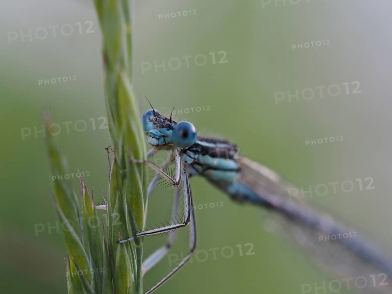 Dragonfly, Common blue damselfly (Enallagma cyathigerum), close-up with focus stacking, at Sulmsee, near Leibnitz, Styria, Austria, Europe
