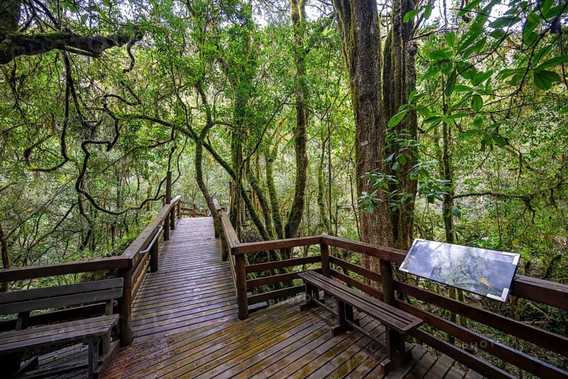 Wooden path with information sign in dense forest, Graskop Gorge or Graskopkloof, Graskop, Mpumalanga, South Africa, Africa