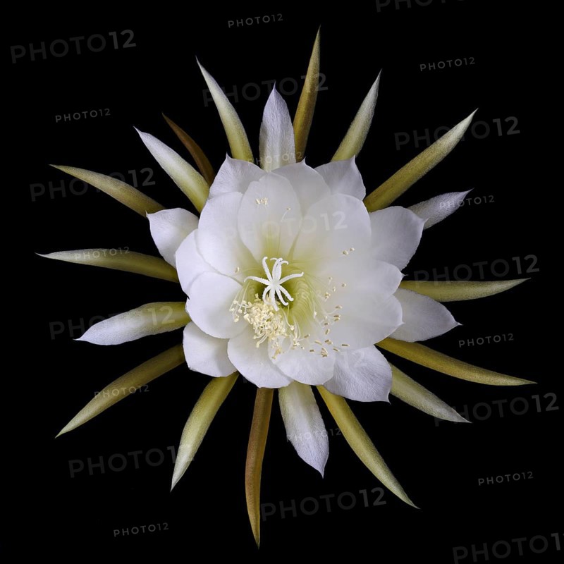 Flower of the cactus Queen of the Night (Selenicereus grandiflorus), studio photo, macro photo, Germany, Europe