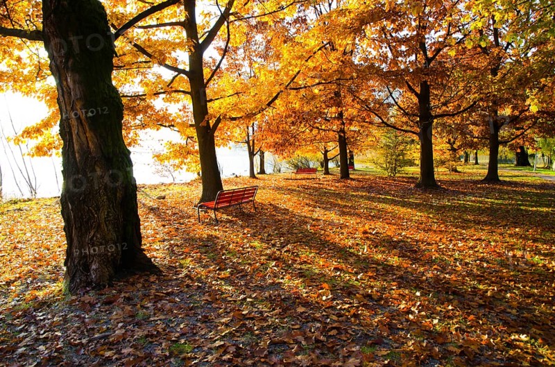 Beautiful Autumn Trees and Bench on the Waterfront to Lake Maggiore with Sunlight in a Sunny Day in Ascona, Ticino, Switzerland, Europe