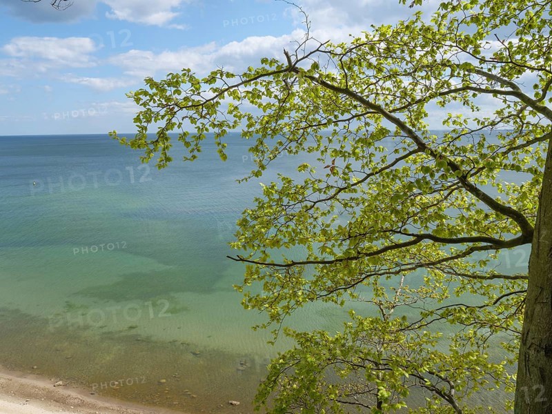 The ocean is visible through green leaves of a tree branch on a clear day, Green trees on a Baltic Sea beach with clear water, Sopot, poland