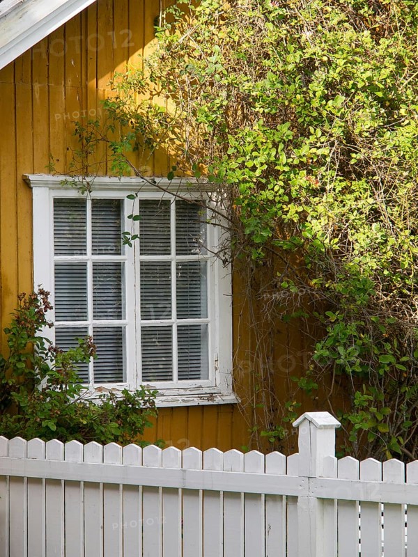Yellow house with white windows and climbing plants surrounded by a white fence, colourful wooden houses behind white wooden fences, Molde, Norway, Europe