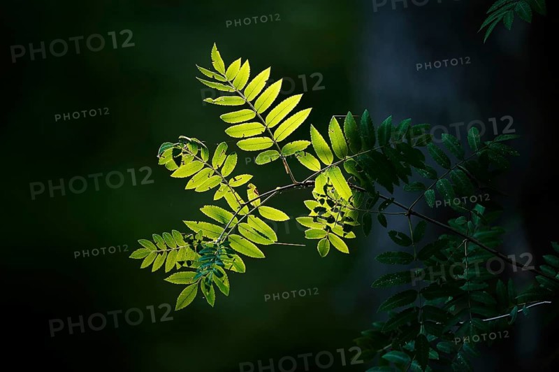Rowan or mountain-ash (Sorbus aucuparia) in the bavarian forest, Bavaria, Germany, Europe