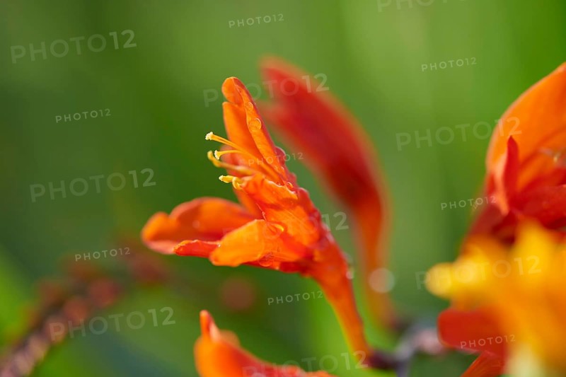 Close-up of a red Freesia blossom in a garden in summer, Bavaria, Germany, Europe