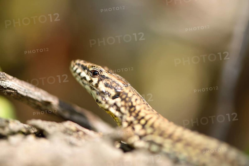 Close-up of a common wall lizard (Podarcis muralis) in autumn, Italy, Europe