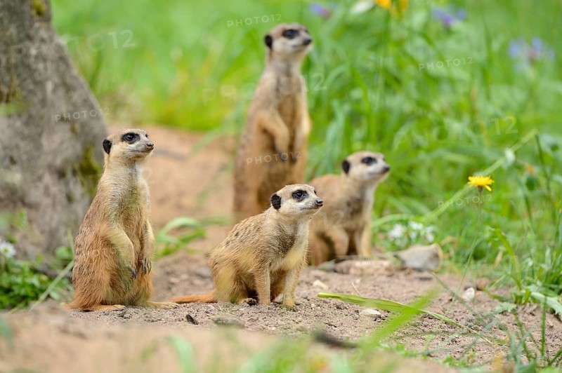 Close-up of a group of meerkat or suricate (Suricata suricatta) in spring